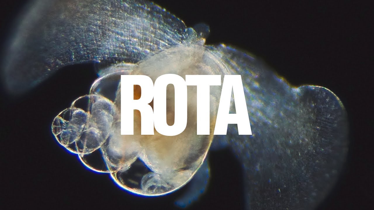 Rota &bull; Luedji Luna (Visualizer)