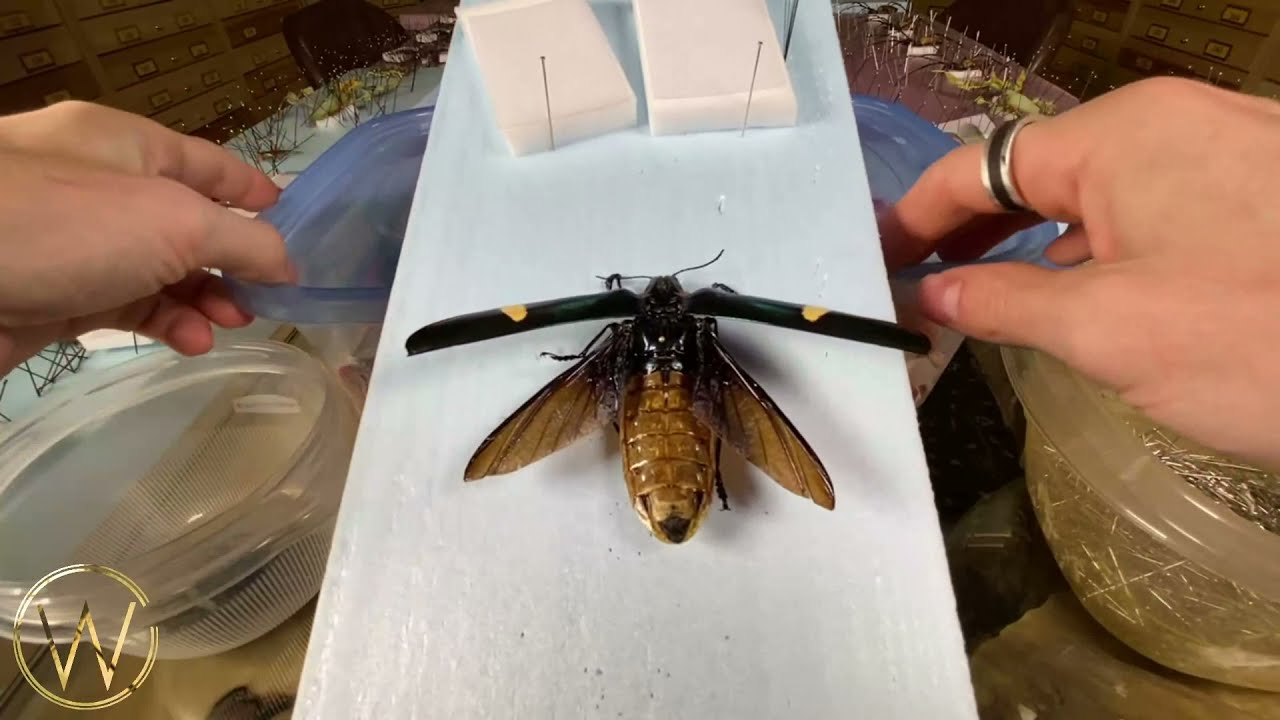 How to naturalize jewel beetle Megaloxantha bicolor with open wings