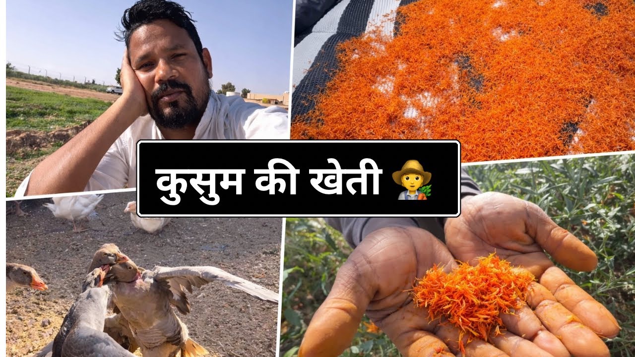 Yaha Ki Kusum Ki Khetee || Saffron || India Me Bhi Kar Sakte Hai