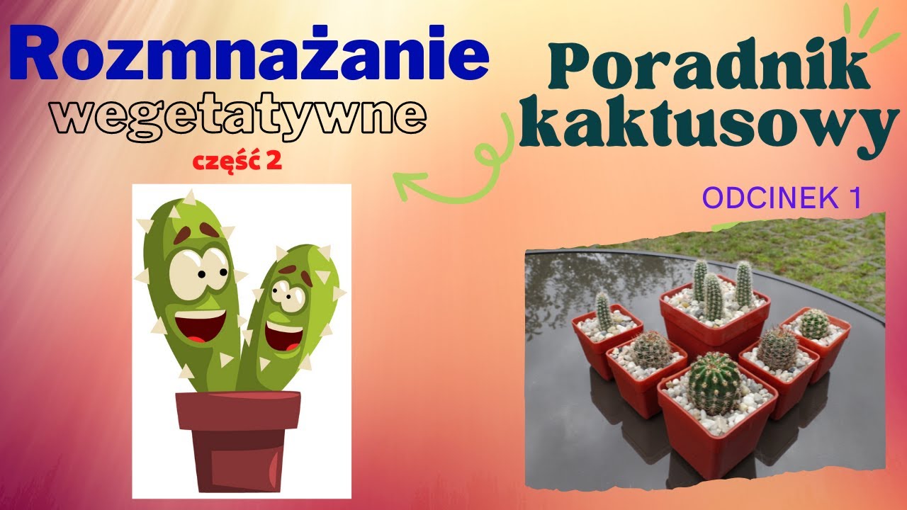 Jak ukorzenić kaktusy? Poradnik kaktusowy, czyli jak hodować kaktusy? odc. 1, część 2