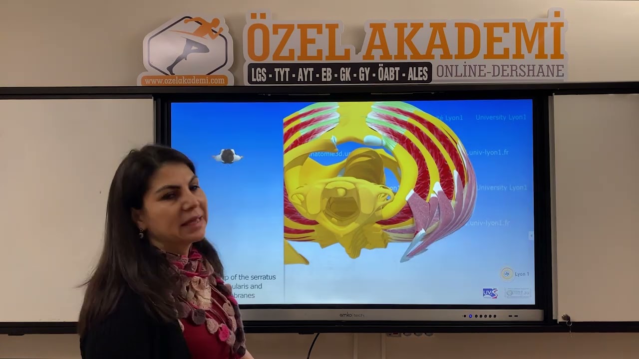 Göğüs Kasları