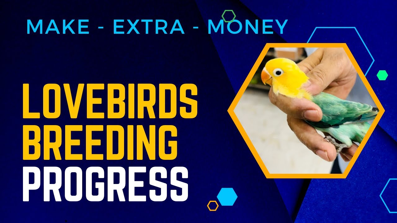 Watch my Lovebirds breeding progress Separating chicks from parents. #youtube #lovebird #earnmoney