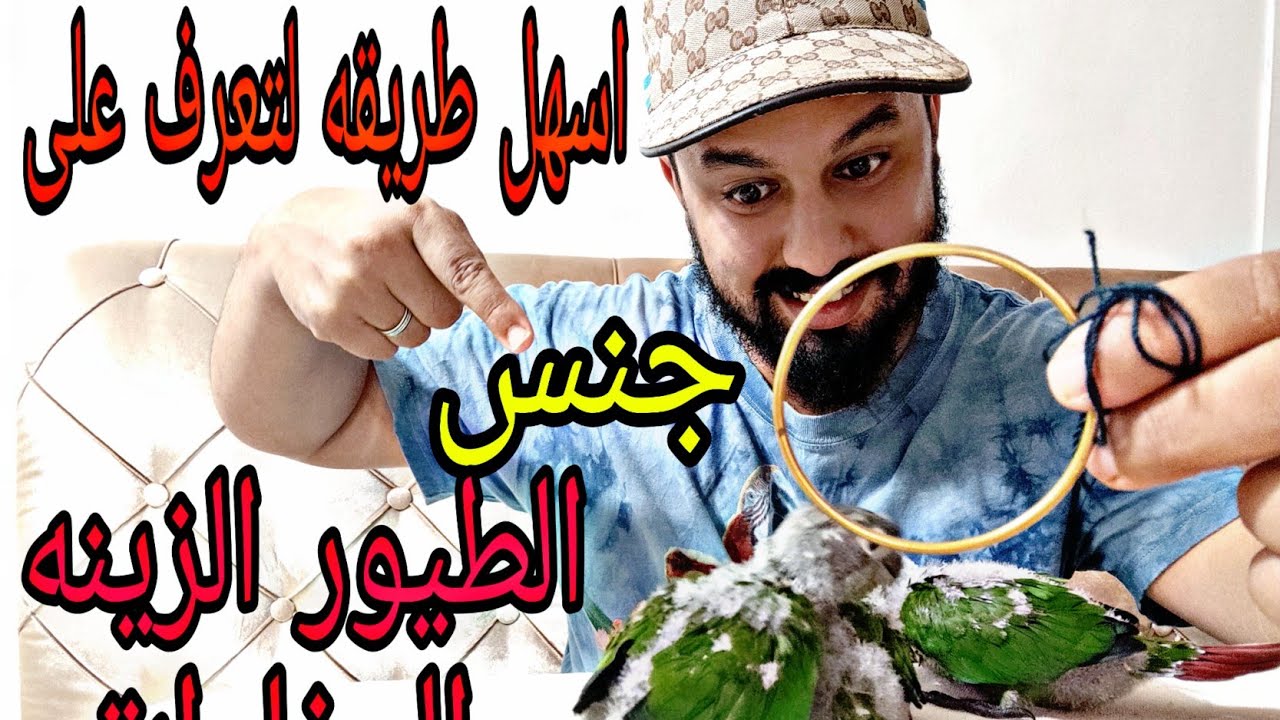 كيف نتعرف على جنس جميع انواع  الطيورالزينة والببغواة  أسهل طريقة  وقديمة من أجدادنا