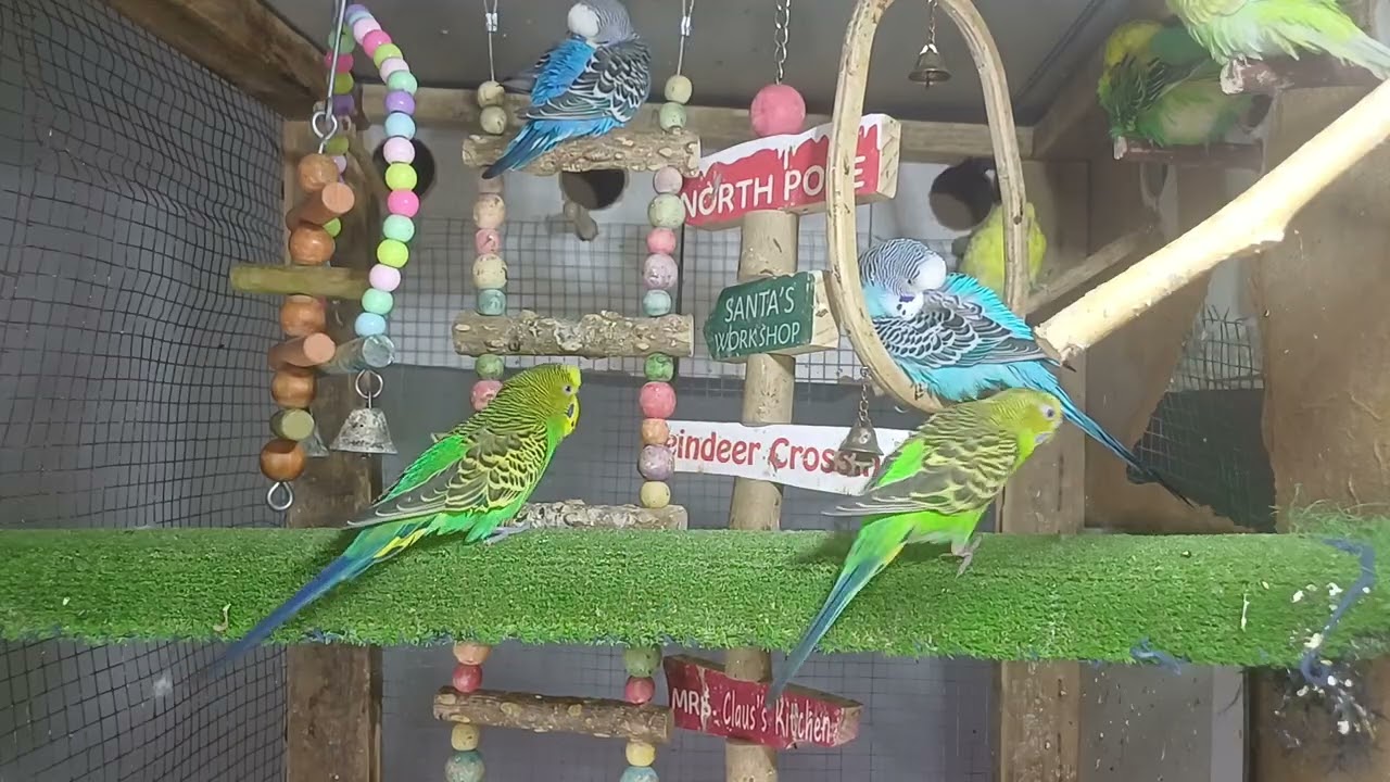 You can never get bored with this parrot 😄