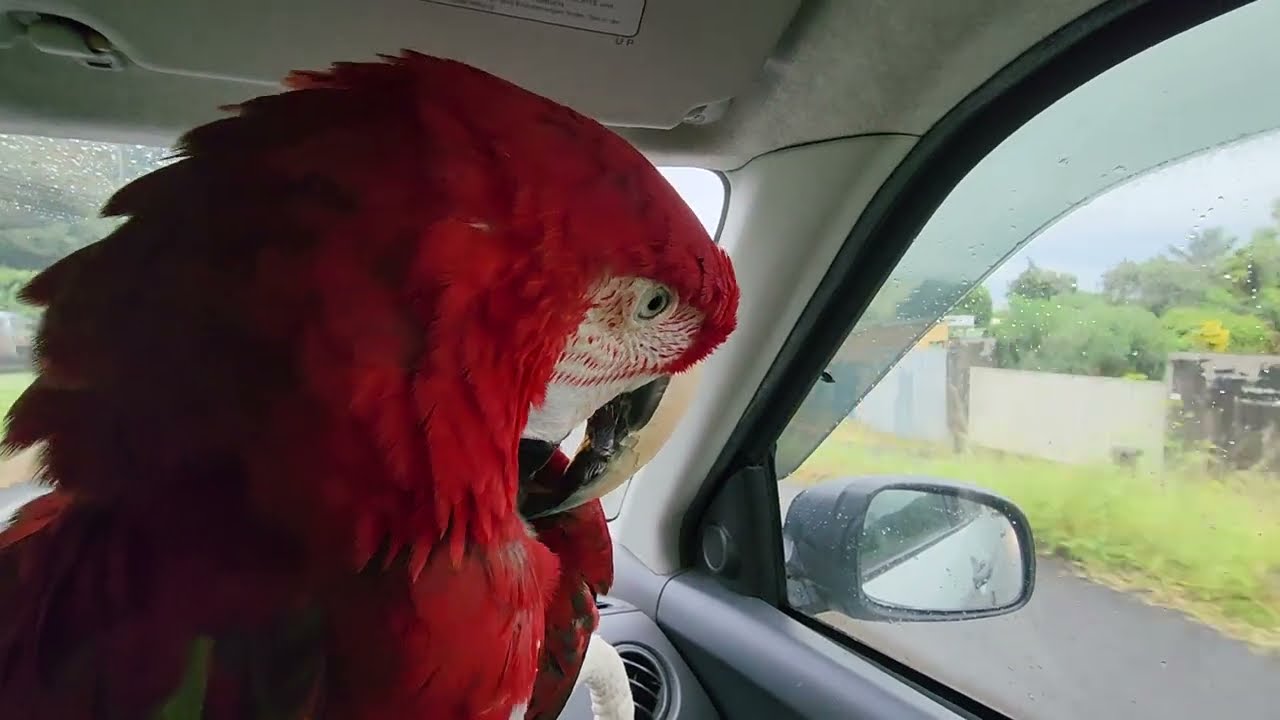 Mon perroquet adore être en voiture.