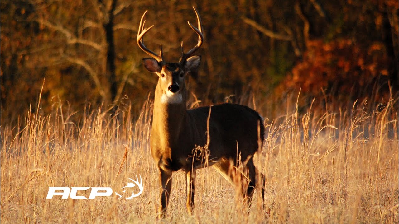 Chasse au chevreuil Sépaq Anticosti 2017