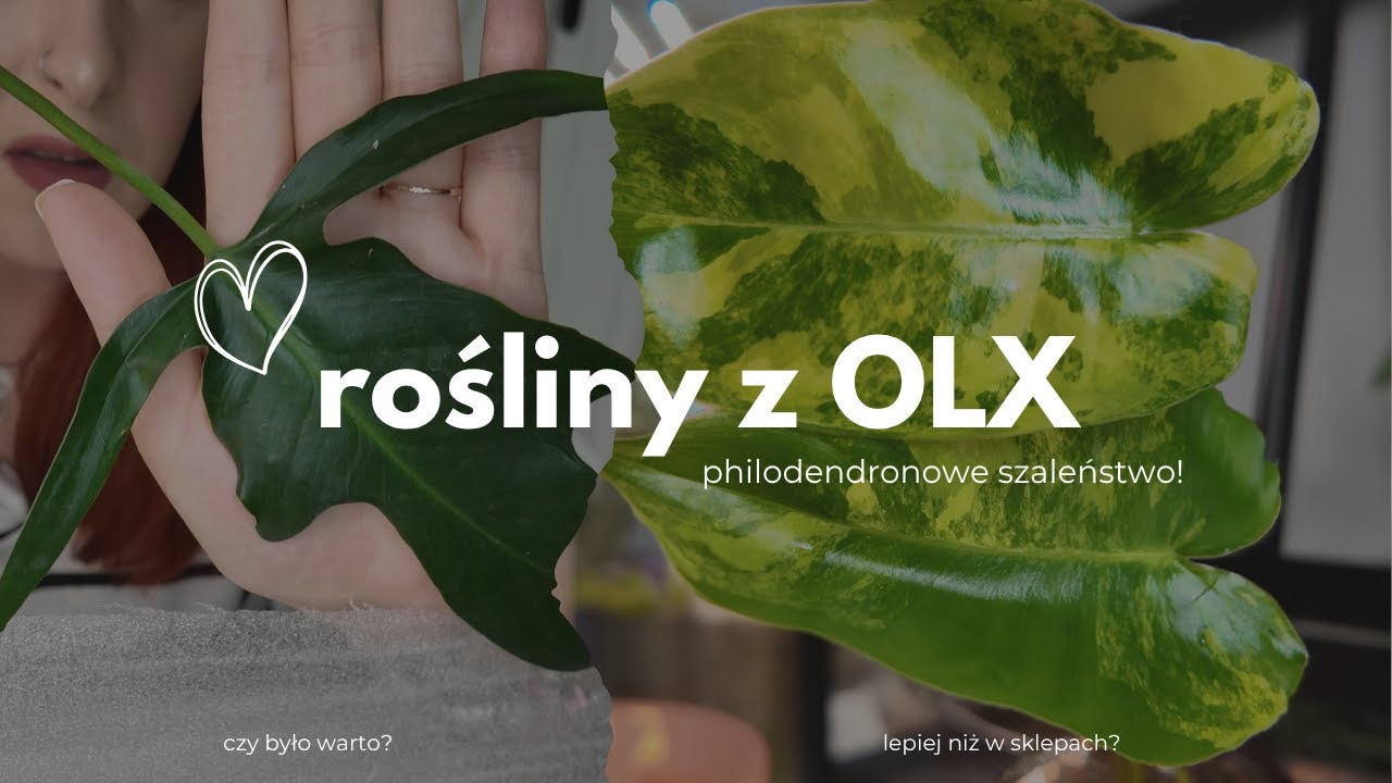 🪴PACZKA PHILODENDRONÓW Z OLX📦CZY NADAL WARTO TAM KUPOWAĆ? 💵 PIĘKNE ROŚLINY CZY ROZCZAROWANIE?