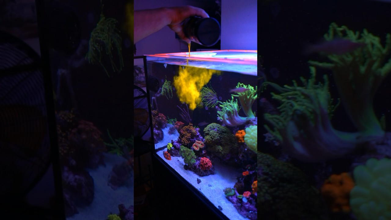 Use THIS to Color up Your Corals!!! #shorts #aquarium #corals #reef