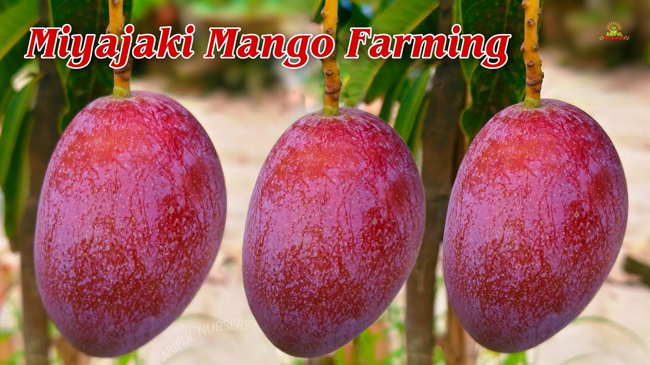 miyazaki mango farming successful variety in India