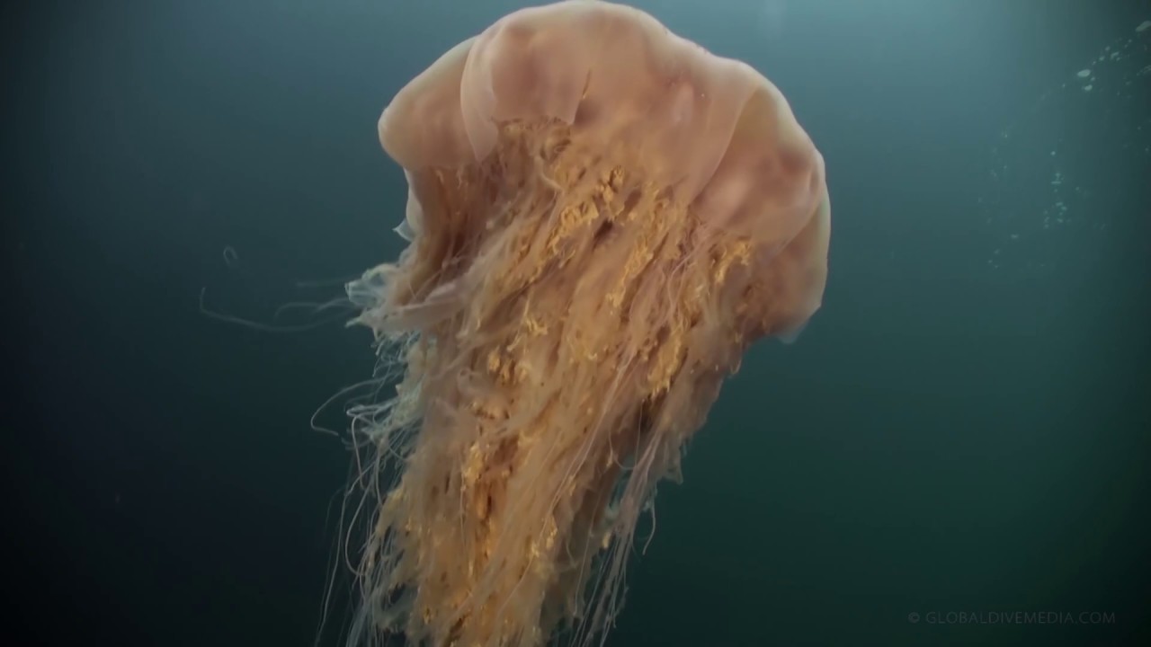Scuba in Norway with narration