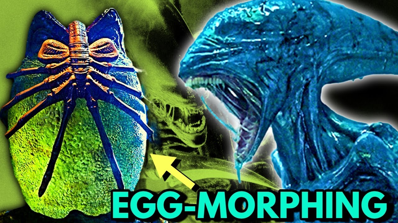 What The Hell Is Egg-Morphing In Alien Universe? The Secrets Of Egg-Morphing Revealed