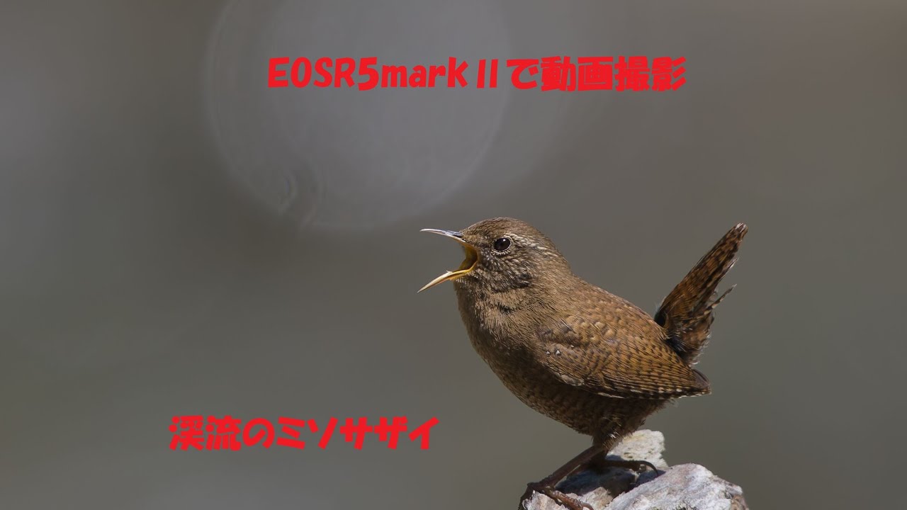 EOSR5markⅡで動画撮影　渓流のミソサザイ　#wildbirds #wildlife #野鳥 #birds #birdphotography #wildlife #野鳥 #野鳥撮影