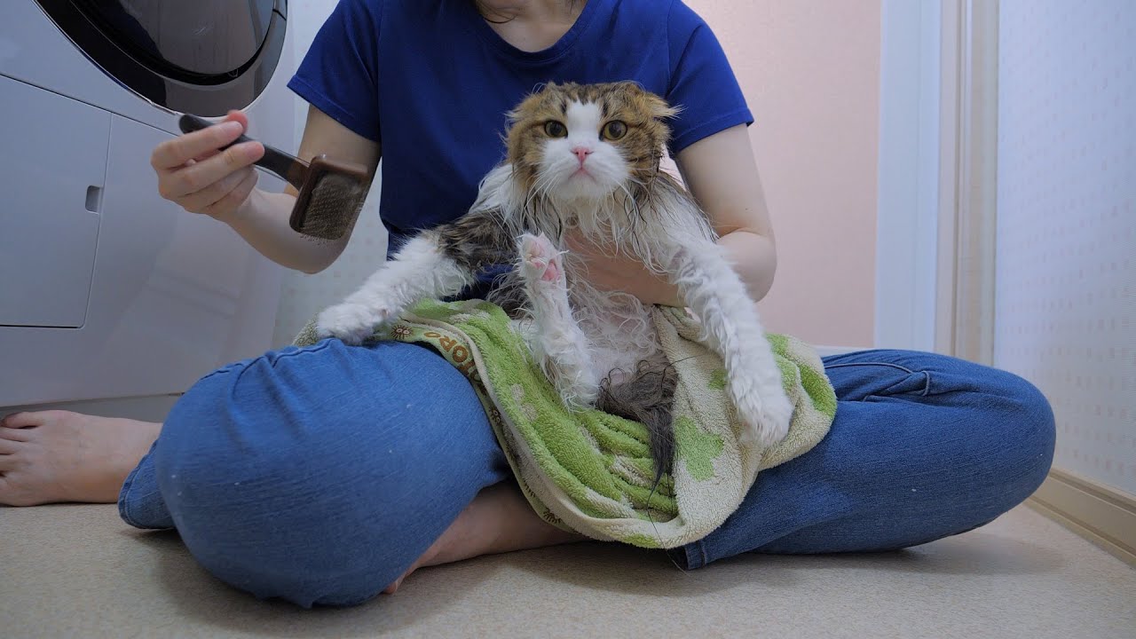 大嫌いなお風呂で鳴き叫ぶ猫…長毛種は乾かすのが大変です