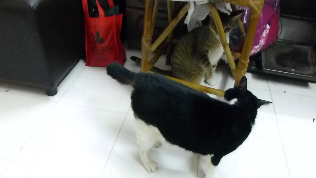 Great timing Cat Fight with Punching Sound