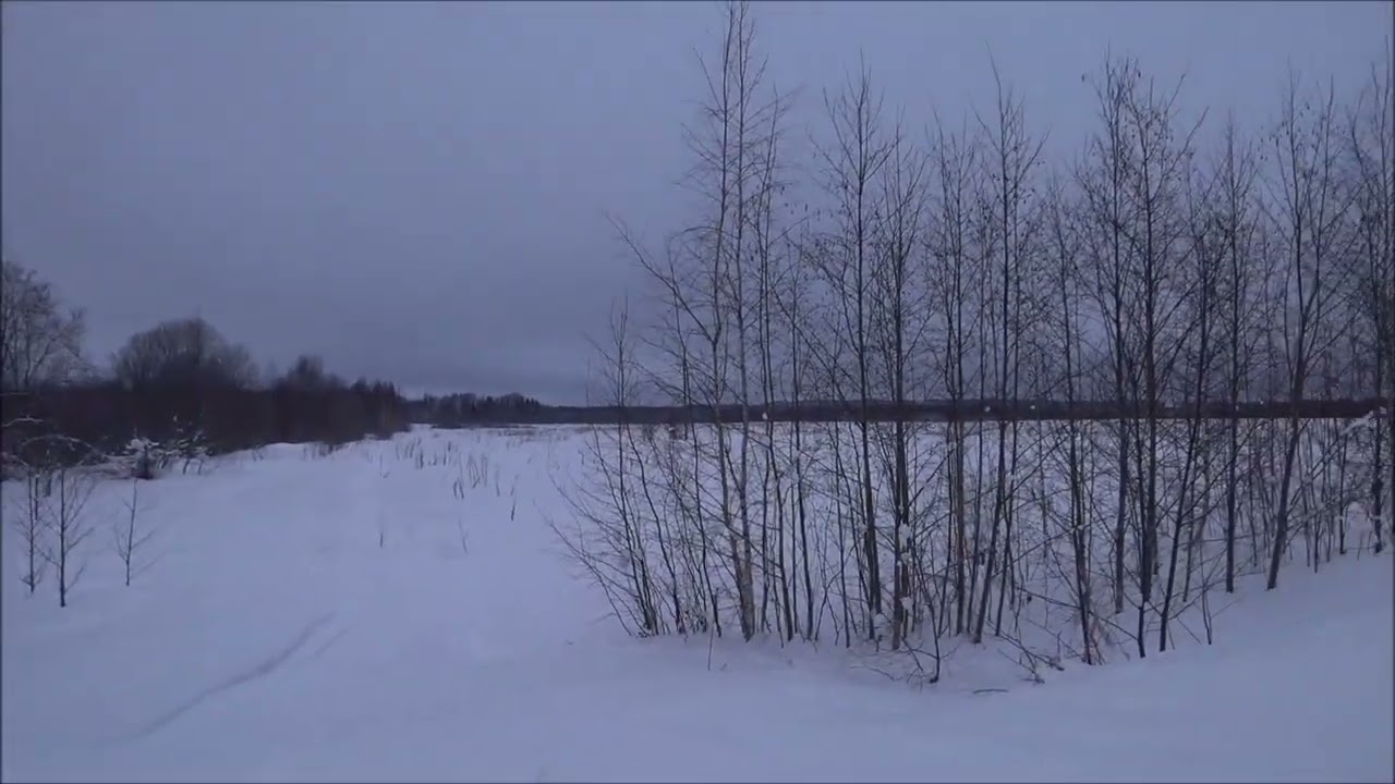 Охота на зайца с русскими гончими. Первый в 2026 году. Выезд 20.01.2026г.