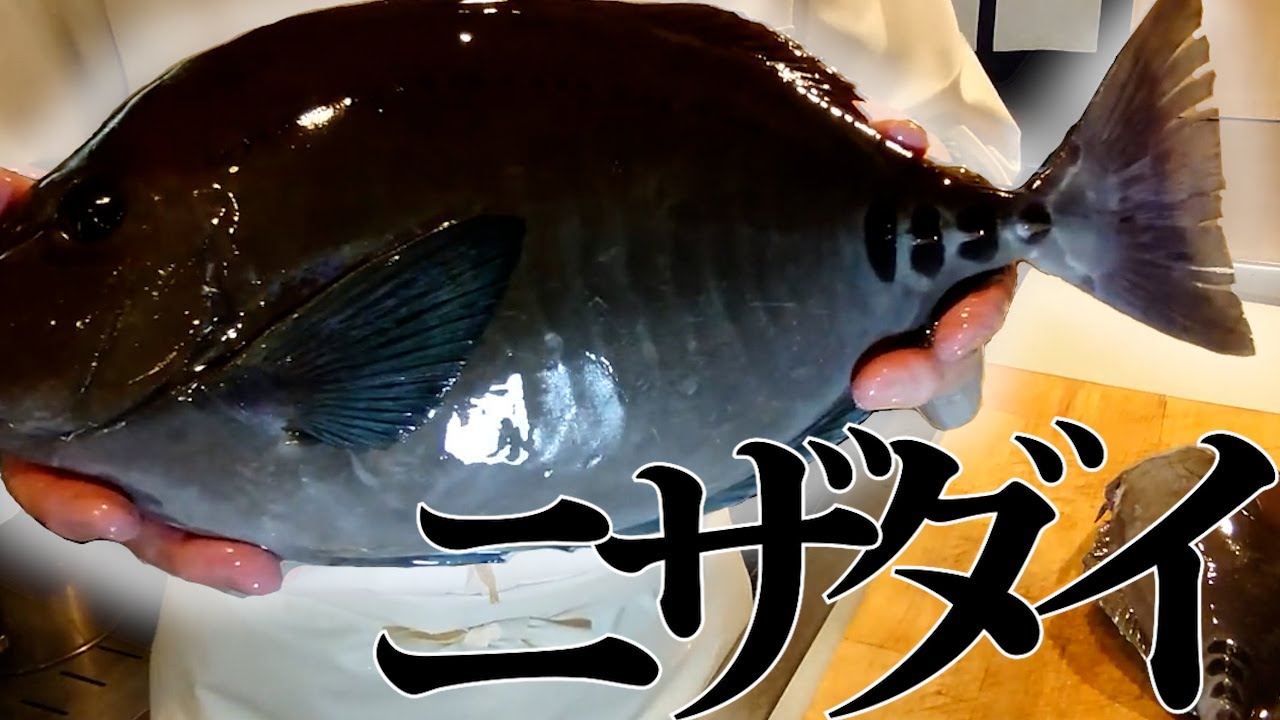 親方が捌く！食べる！『イシダイを凌ぐ旬のニザダイ』再編集版