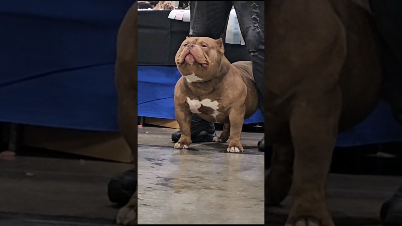 The most extreme American Bully dogs - ABKC dog show 2024 Florida USA