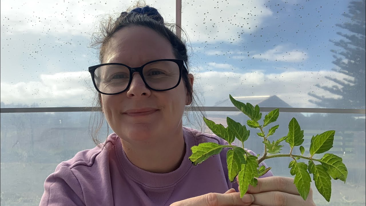 Gardening Experiment: Starting Tomatoes in Autumn