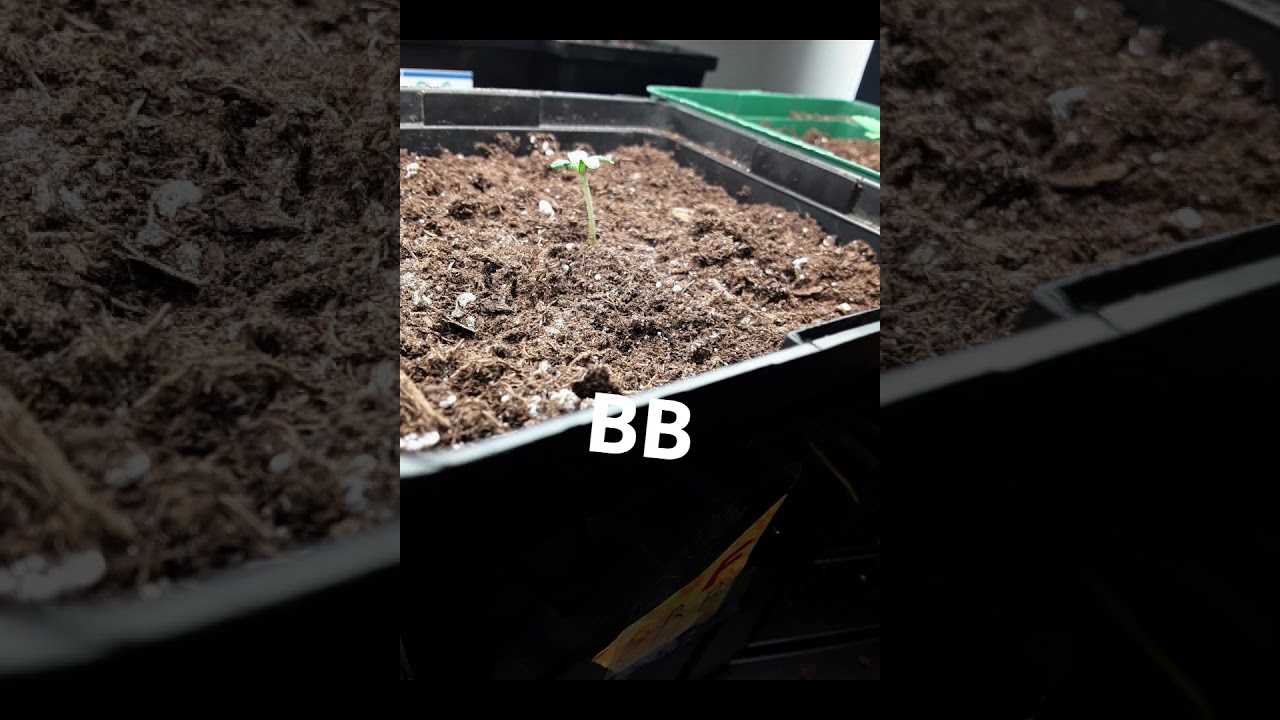 MJ Garden Diary April 20th