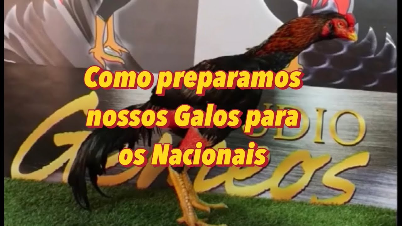 Como preparamos nossos Galos para os Nacionais!