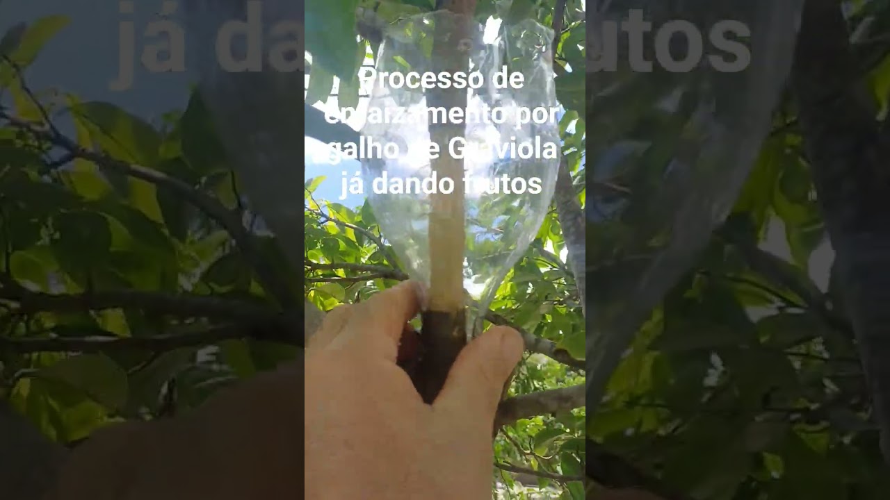Enraizando Galho de Graviola 