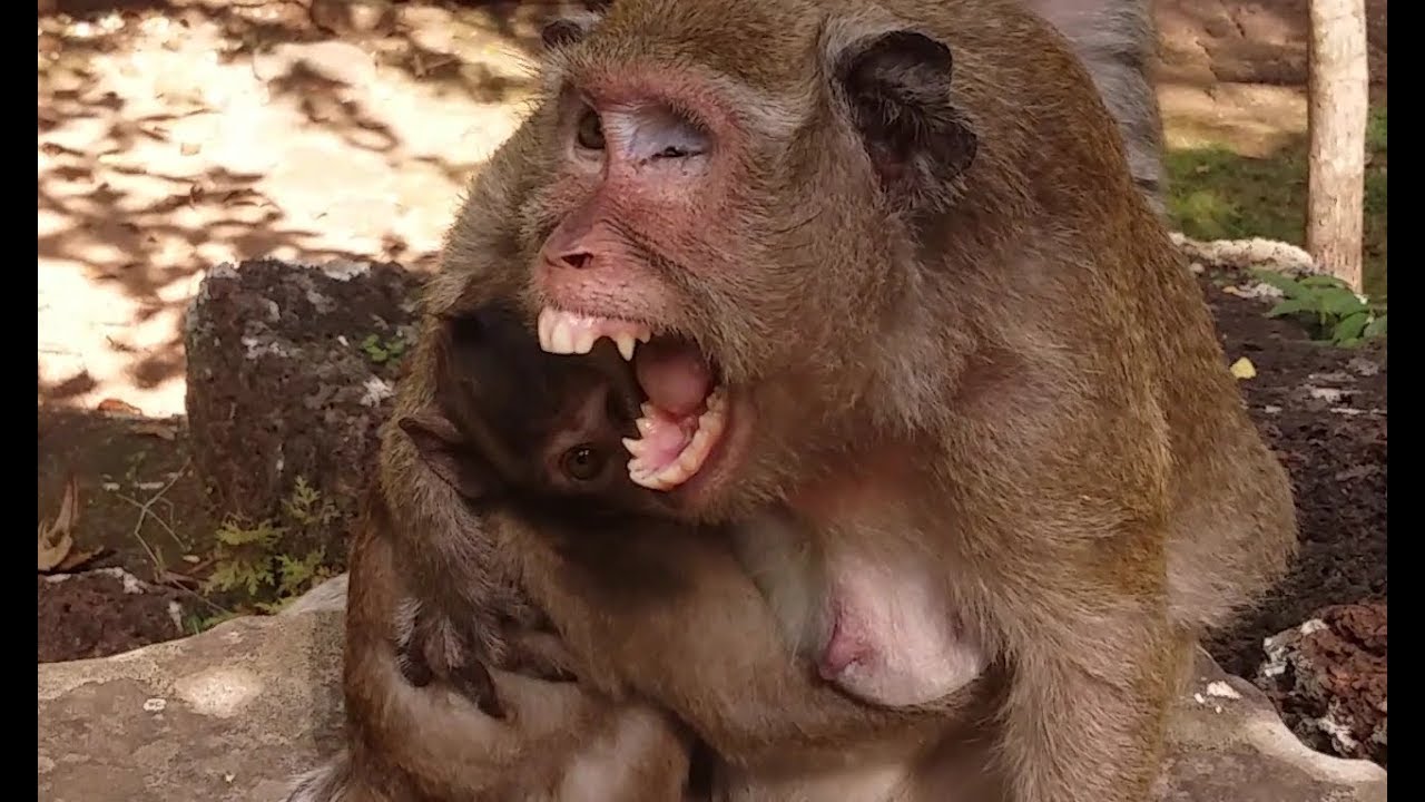 It Look So Frighten, Why Popeye Monkey Scare? Sweet Pea Monkey Crying loudly, ST #124
