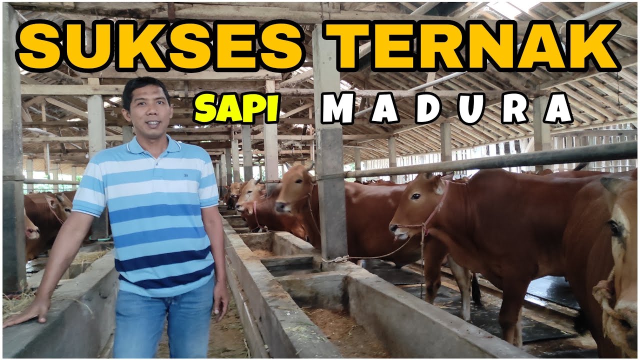 Penggemukan Sapi Madura di Banyumas, Cerita Inspiratif