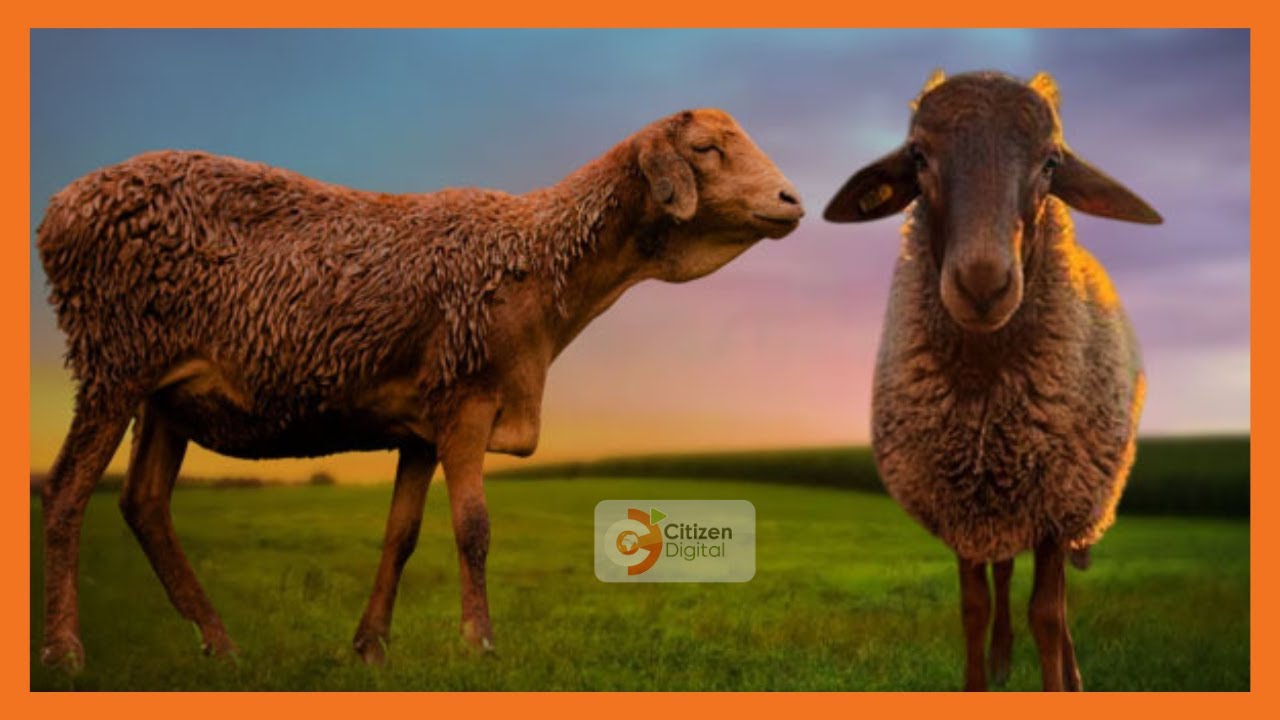 Kenya's Gold | How to rear red maasai sheep (Part 1)