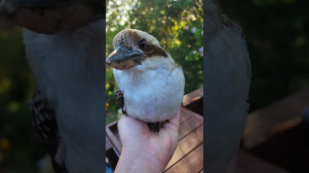 Hanging with the Kookas 🥰