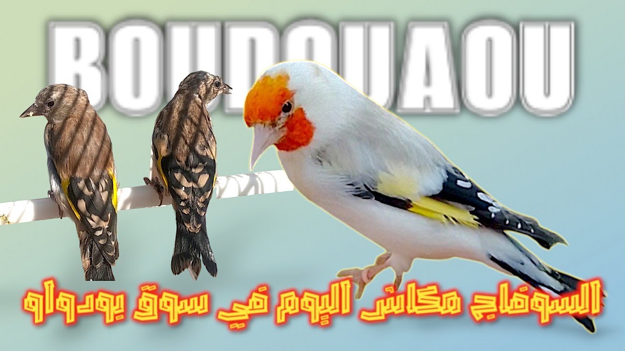 كم سعر هذا الطائر المميز؟ اكتشفوا الآن!