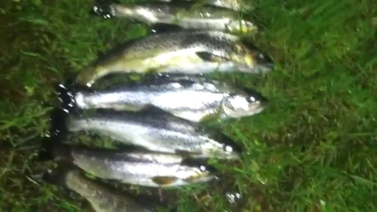 Fluefiske i J&oslash;lstra vatnet-