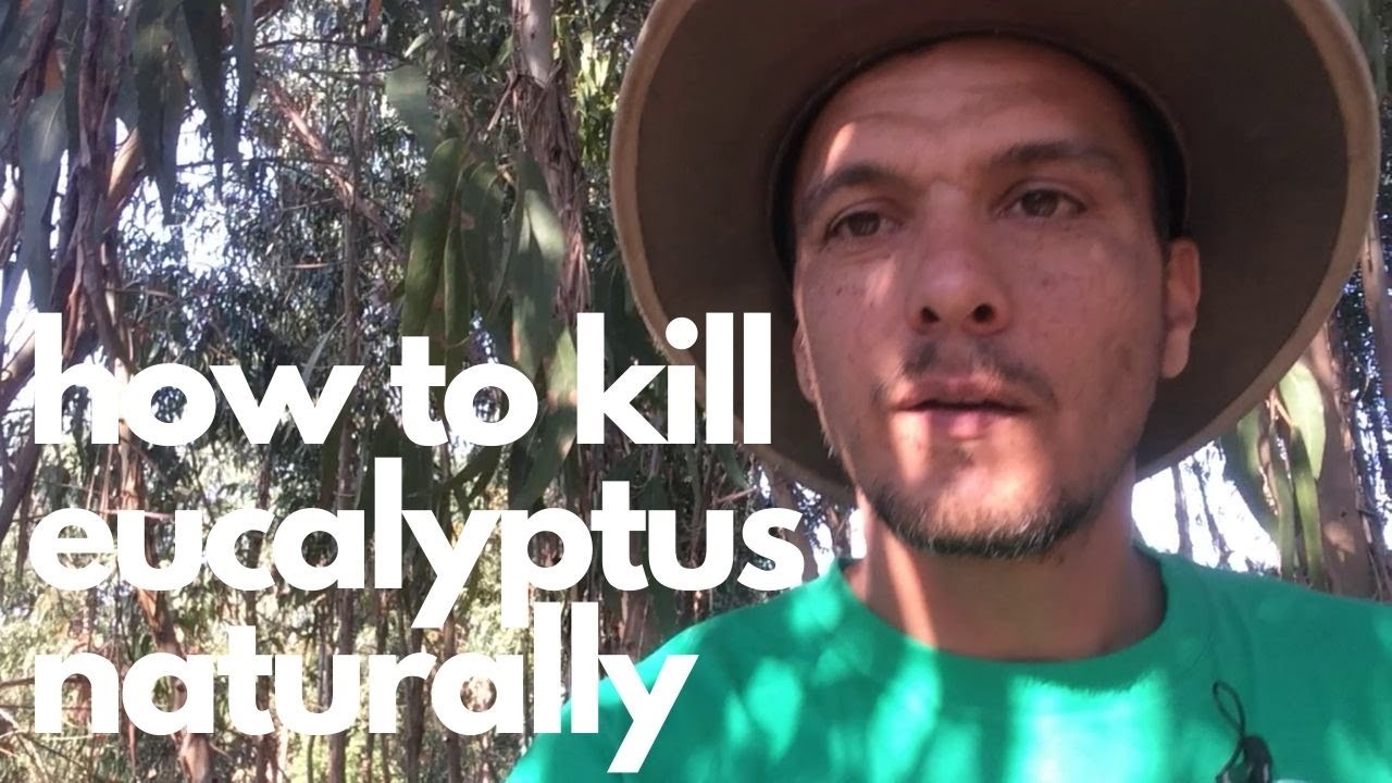 How to kill eucalyptus trees naturally - offgrid living Portugal