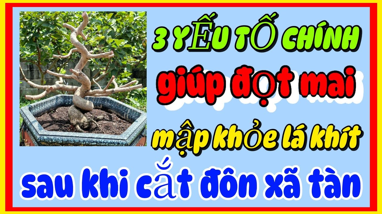3 YẾU TỐ CHÍNH GIÚP đọt mai vàng khi bật mầm mập khỏe