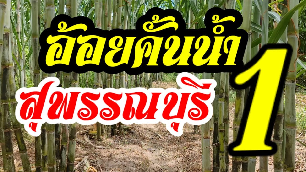 อ้อยคั้นน้ำ สุพรรณบุรี1 น้ำเยอะสีสวยหอมชื่นใจ อนาคตไกล