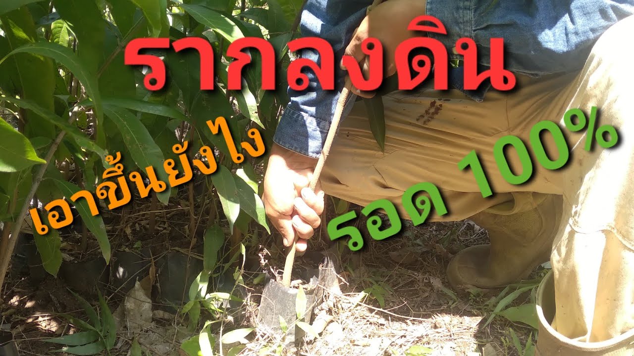 ต้นตอมะม่วงรากลงดิน เอาขึ้นอย่างไร ให้ปลอดภัย รอด 100%