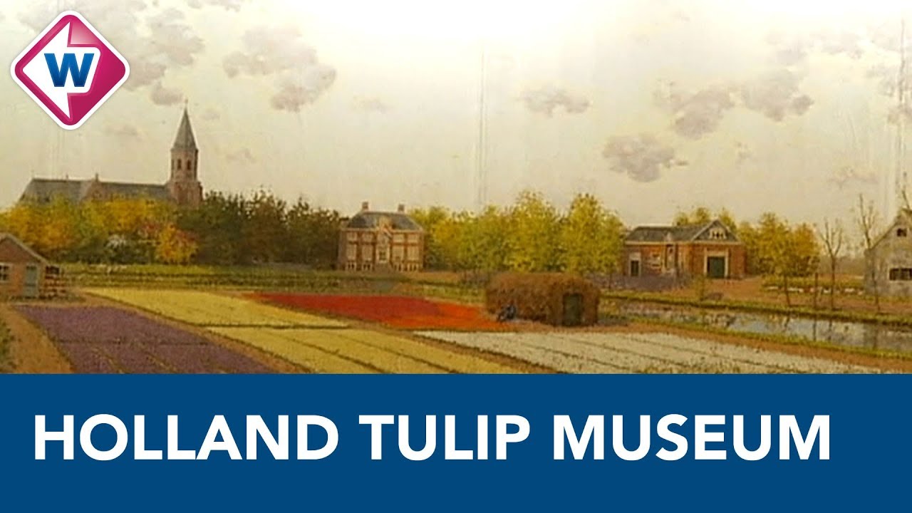 Panorama Tulip Land binnenkort weer te zien in nieuw museum Lisse - OMROEP WEST