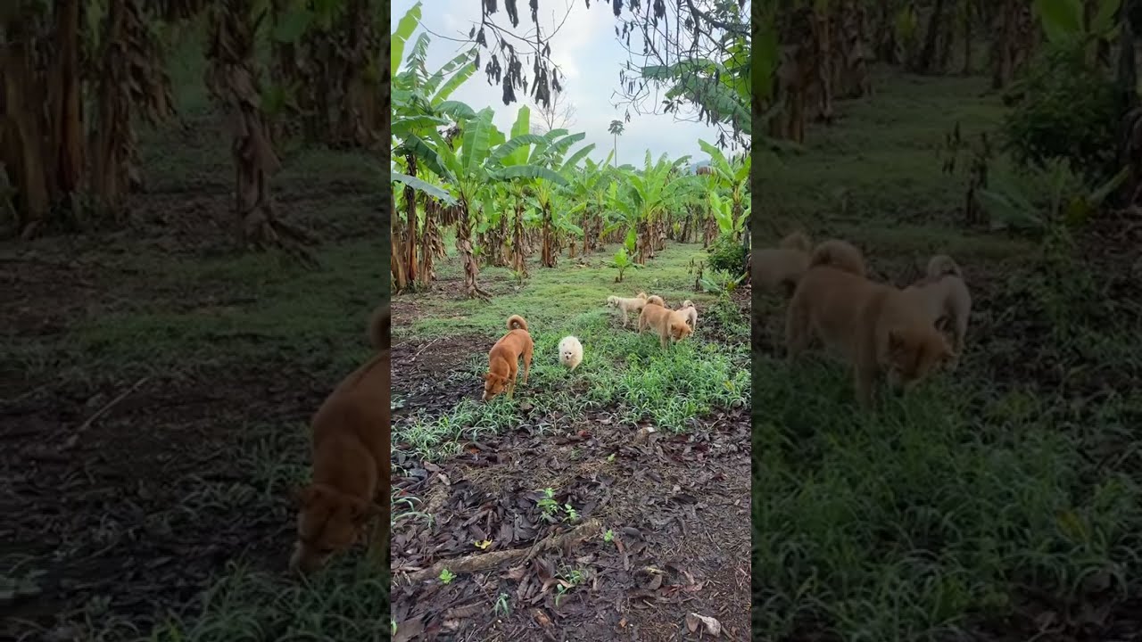 Beautiful Quiet Morning with My Cute Pets | Relaxing Live 🐒🐕🌿