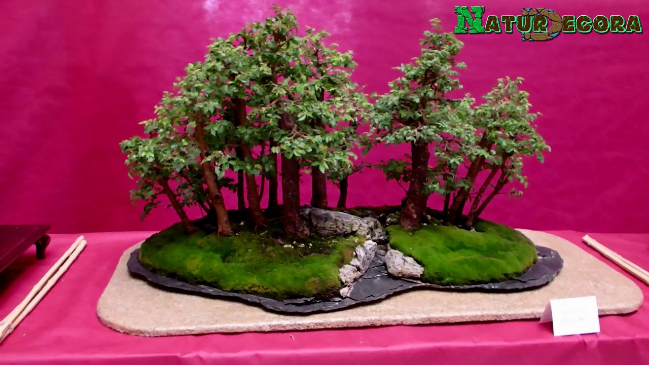 exposición de bonsais en Rincón de la Victoria Málaga