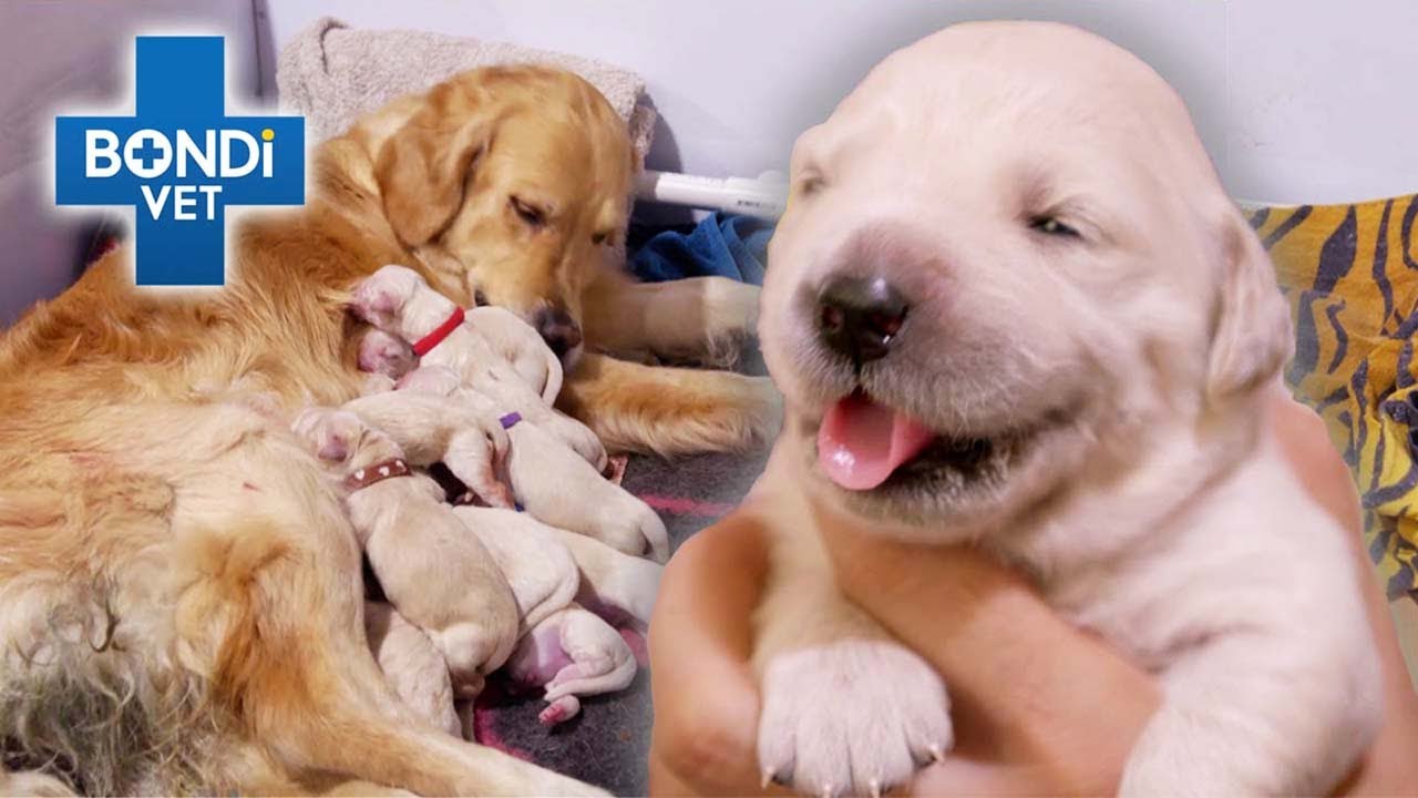 Biggest Puppy Litter In Bondi Vet History! 😲 | Bondi Vet Clips | Bondi Vet