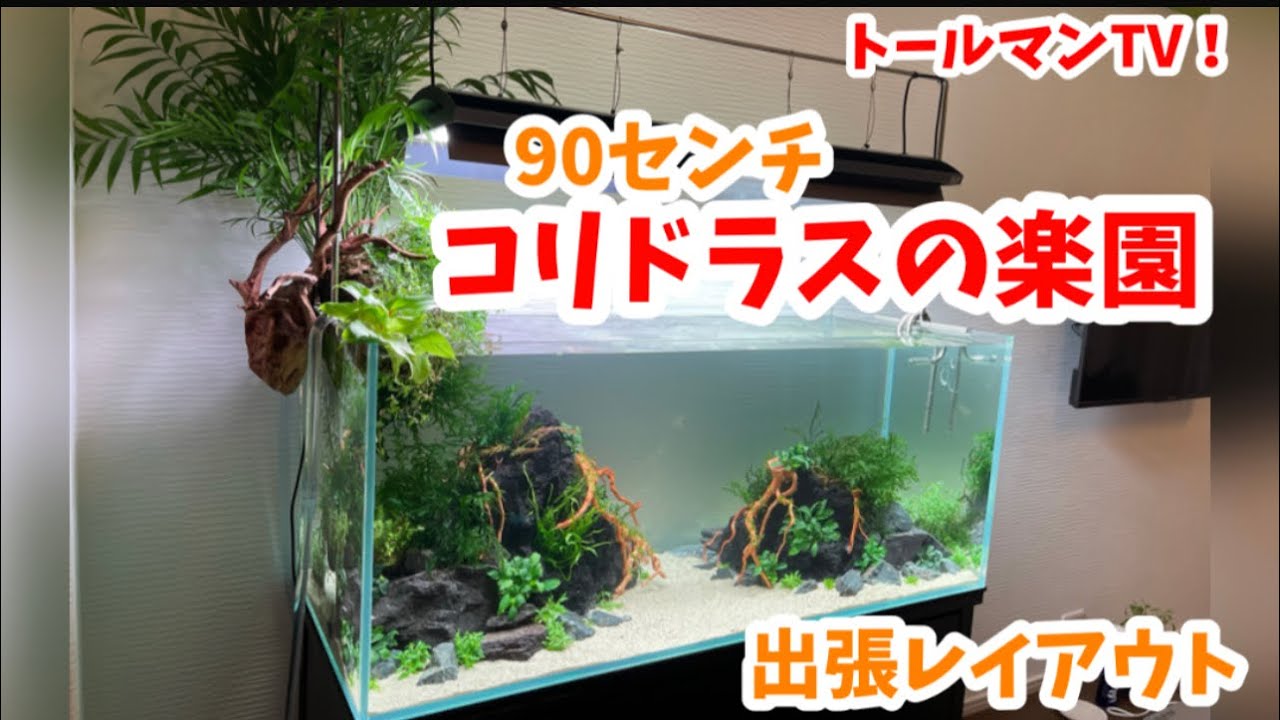 1200コリドラスの楽園　ADA風【アクアリウムトールマン動画チャンネル！トールマンTV!】