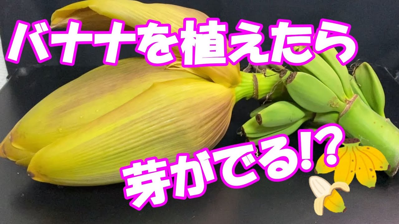 バナナの実を植えたら根や芽がでるか!?　試してみた！