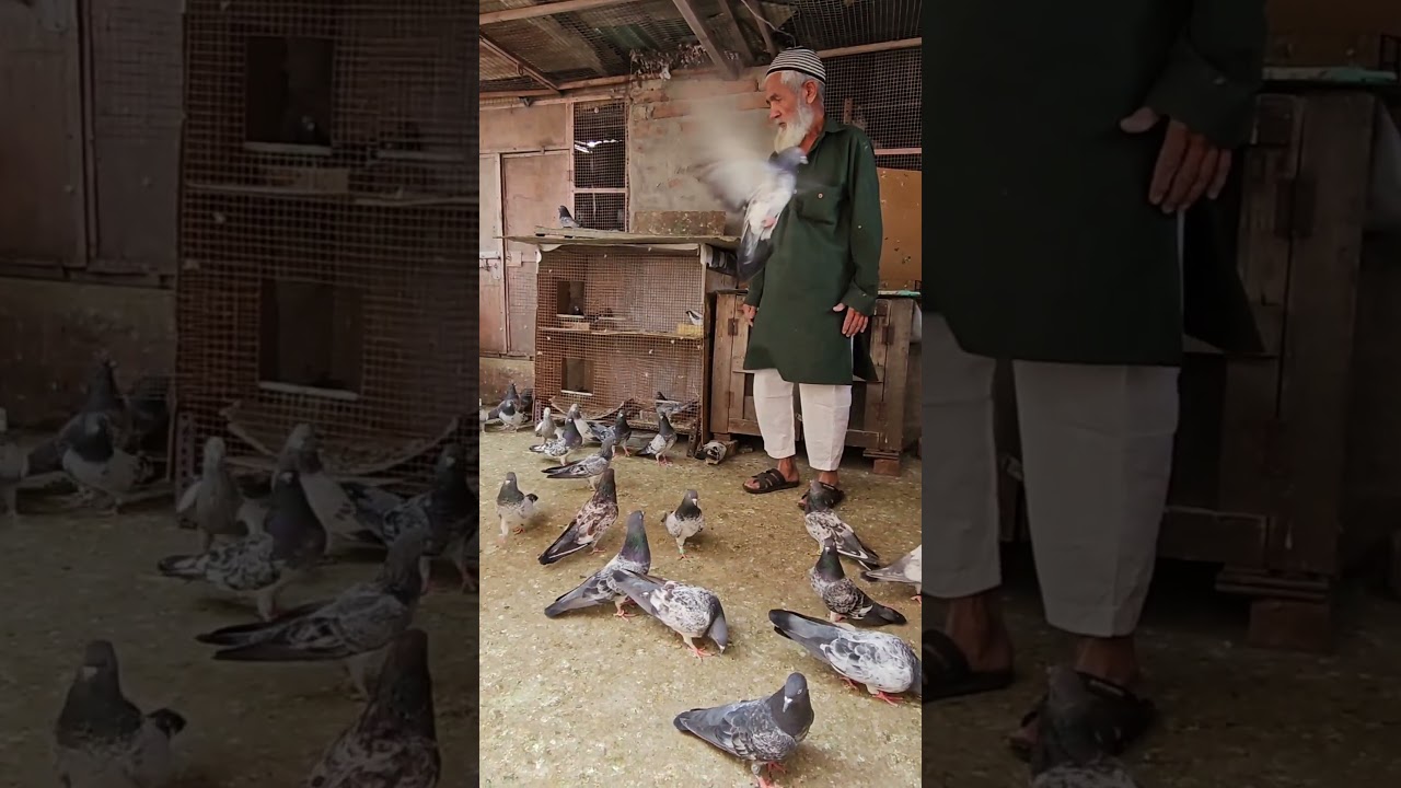 अब्बा के कबूतर !Kalsare Kabootar!Shorts
