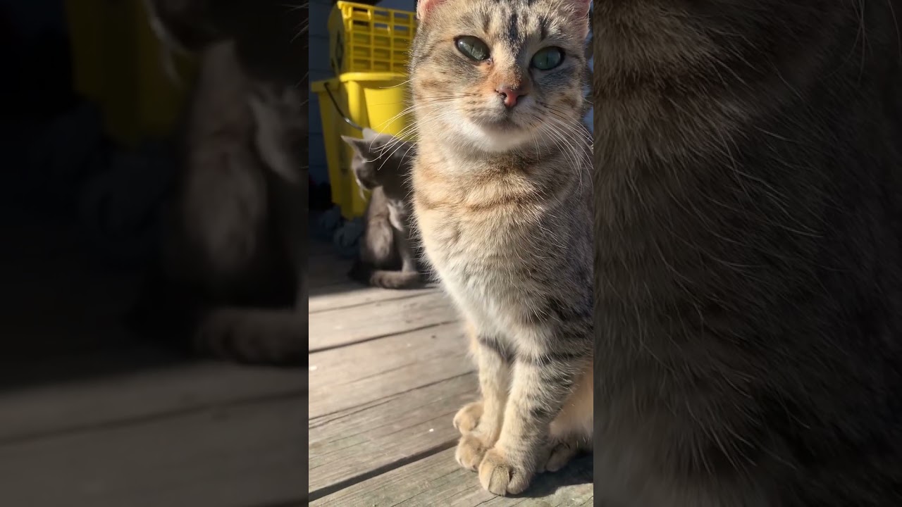 Beautiful lighting with a cat 