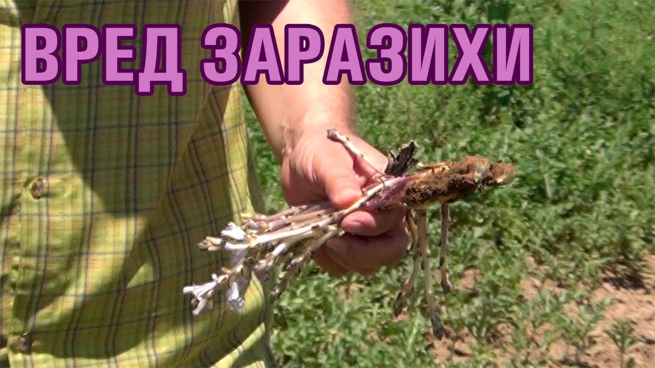 Сорняк ЗАРАЗИХА. Метод борьбы с сорняком. Как уничтожить заразиху? (20-06-2018)
