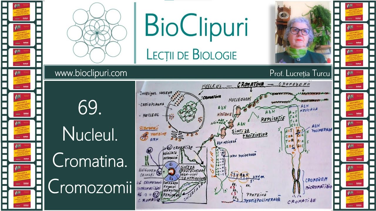 69. Nucleul. Cromatina. Cromozomii (Barron's)