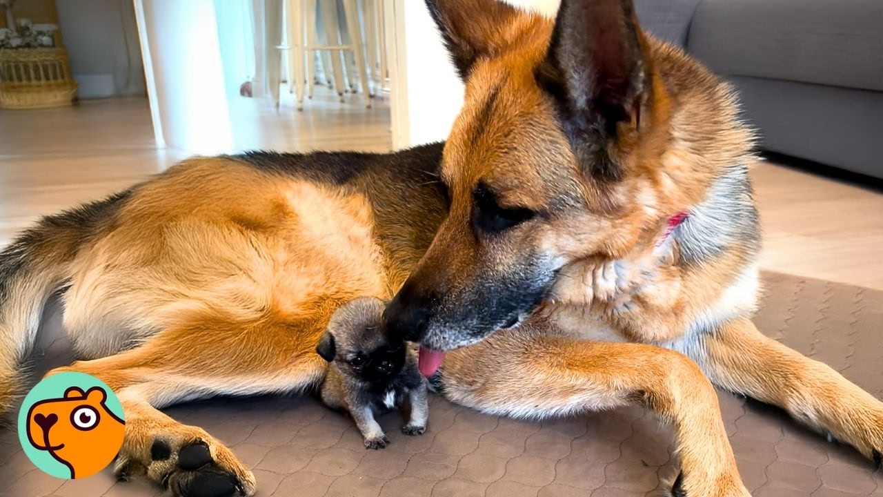 Huge German Shepherd Raises Puppies Smaller Than His Paw! | Cuddle Buddies