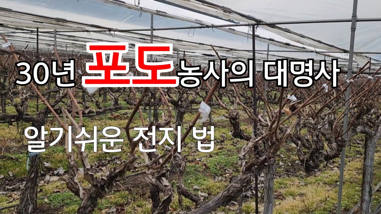 알기쉬운 포도나무 전지 법