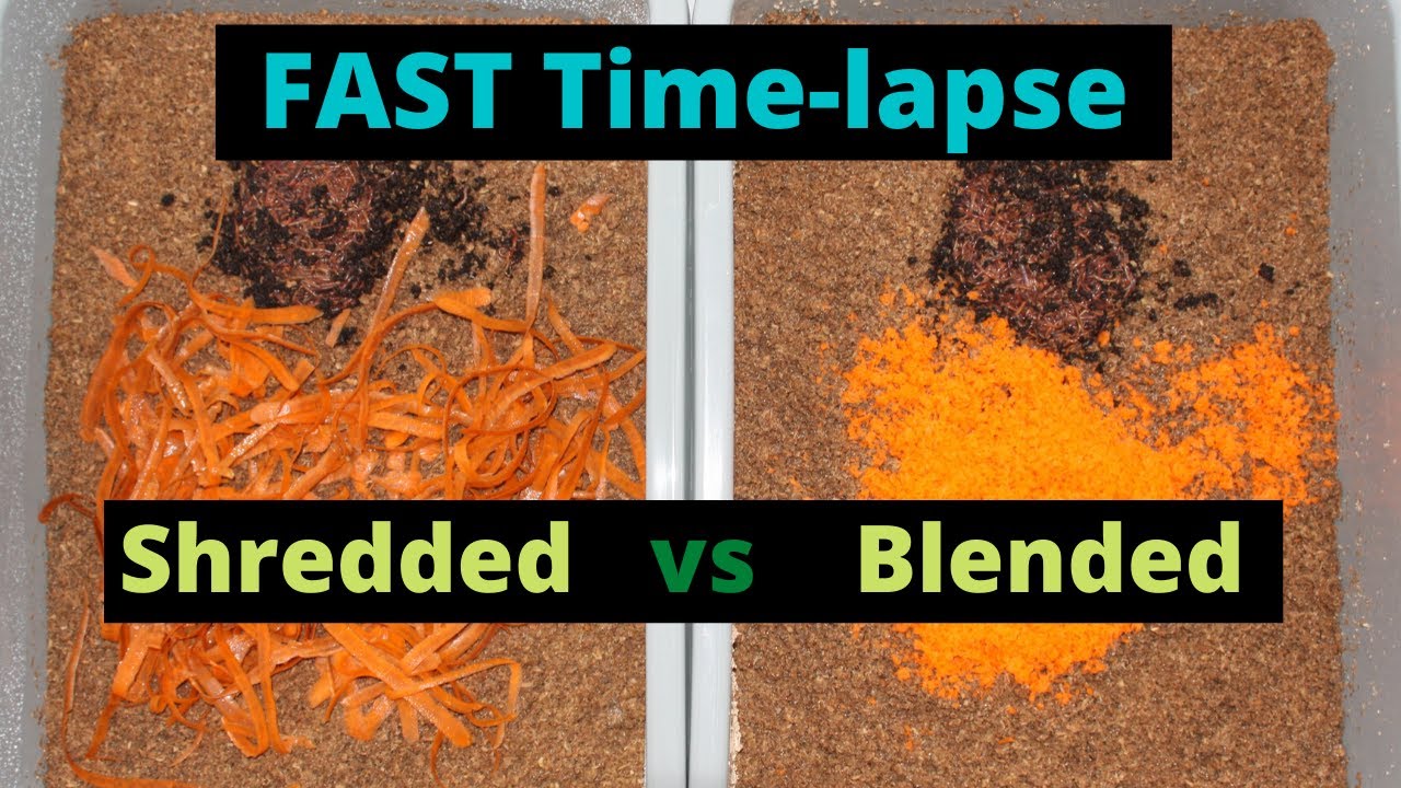 🔪 Worms vs. Carrots: 19‑Day Time‑Lapse Battle – Blend vs. Shred