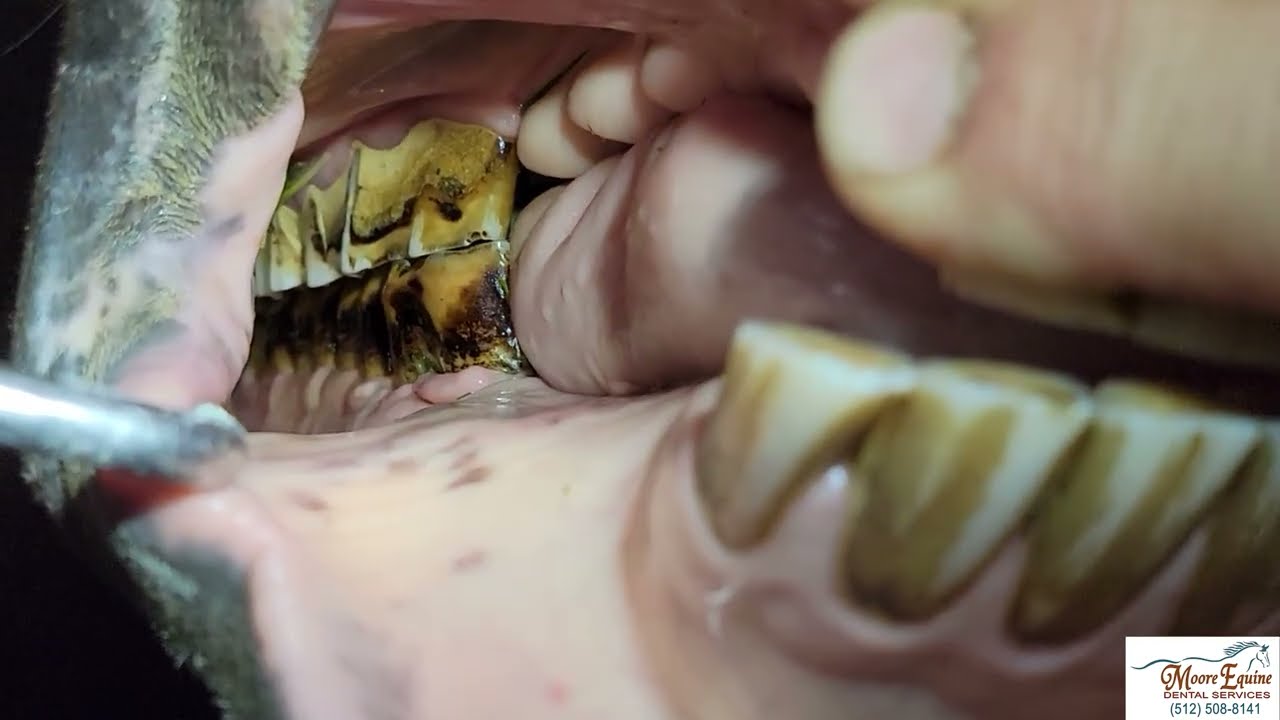 Importance of checking occlusal contact in horses