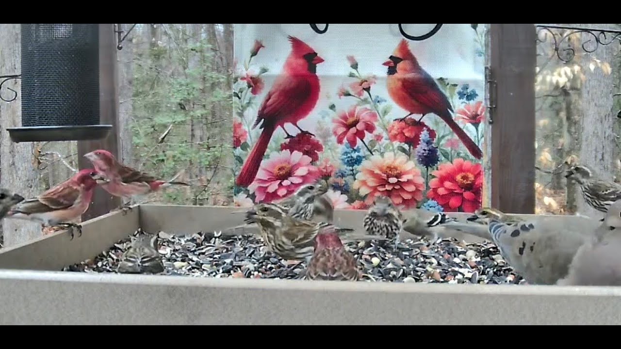 LIVE STREAM ** BOTB Main Feeding Platform Camera ** 3/17/2026